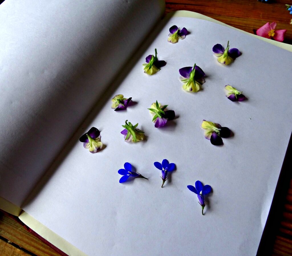 How to press flowers