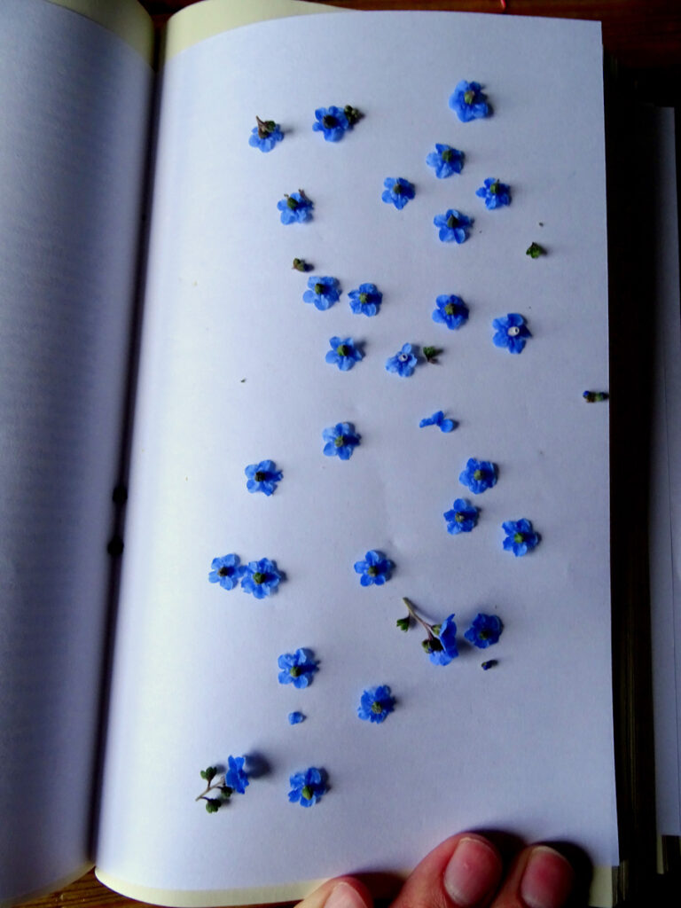 printer paper in a book for pressing flower best materials for flower pressing pressed flower shop