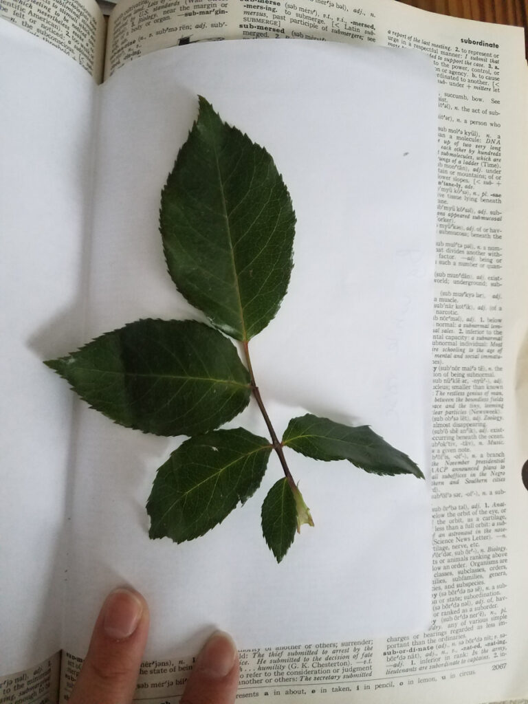 how to press rose leaves and greenery in a book how to save flowers