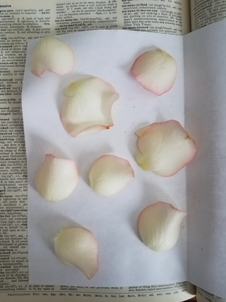 Rose petals in a single layer for pressing