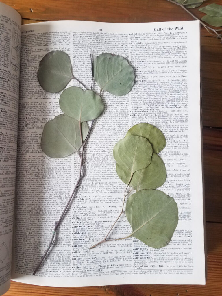 how to press leaves preserving leaves eucalyptus preserved in a book