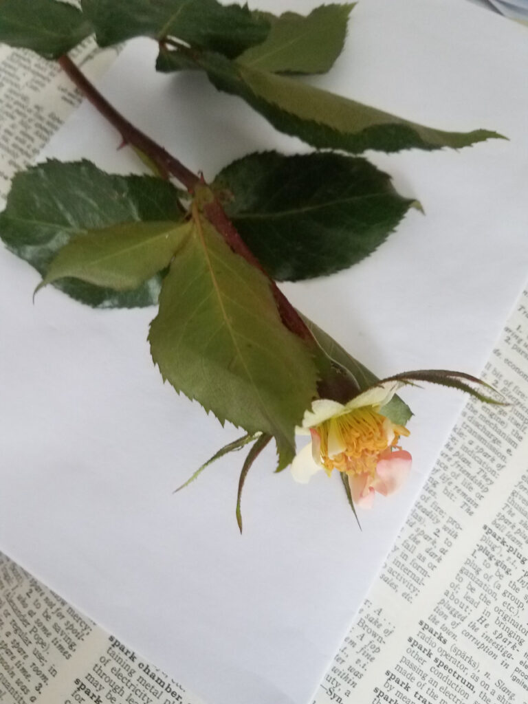 rose without petals how to press a rose and large flowers